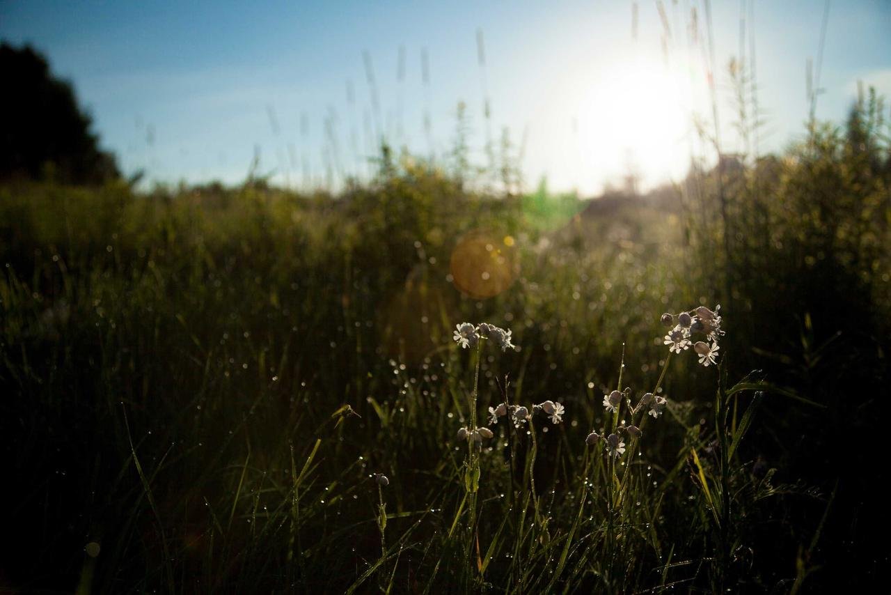 Herbes hautes à contre-jour, en fin de journée